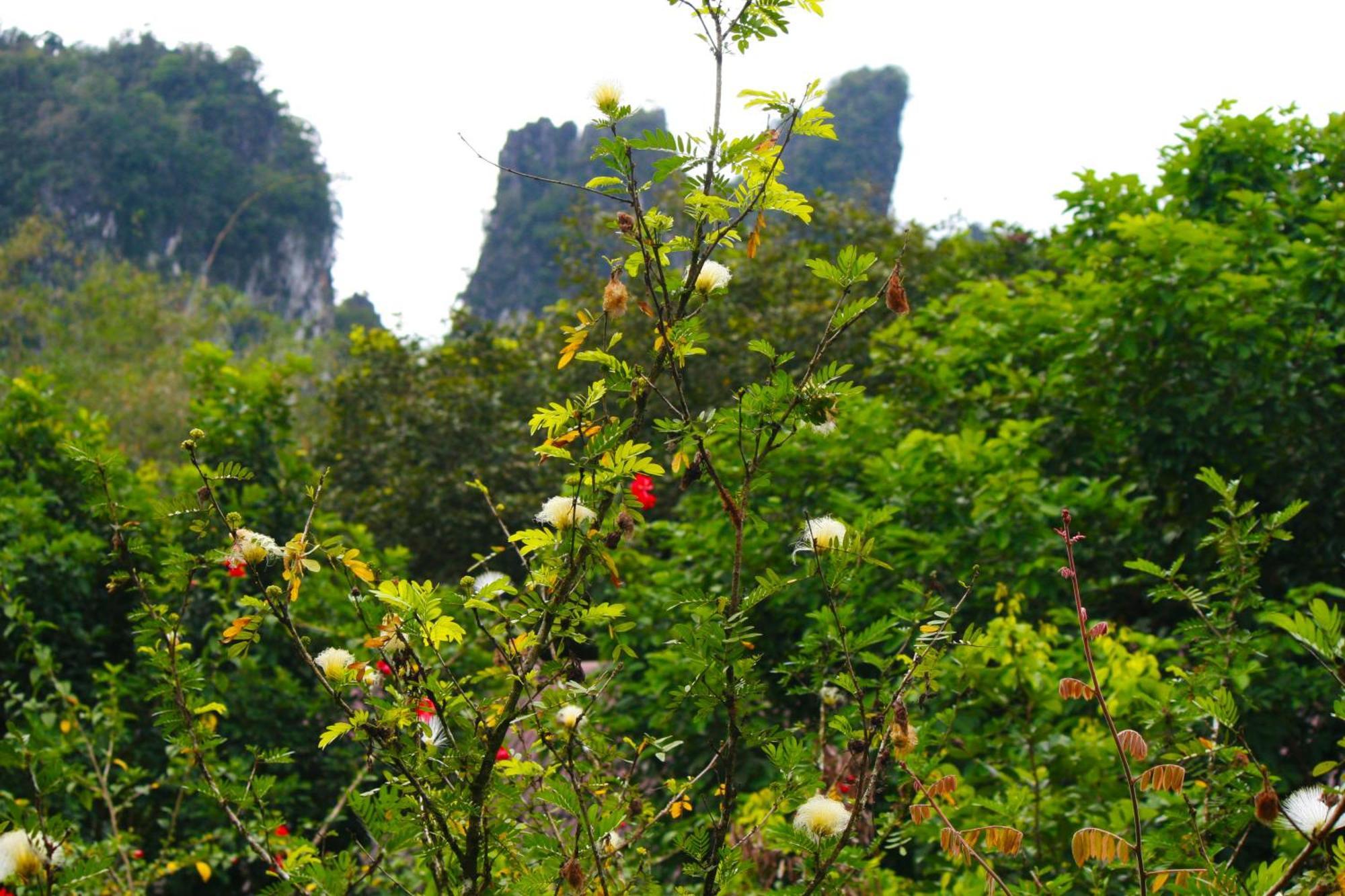 Khao Sok National Park Khao Sok Morning Mist Resort מראה חיצוני תמונה