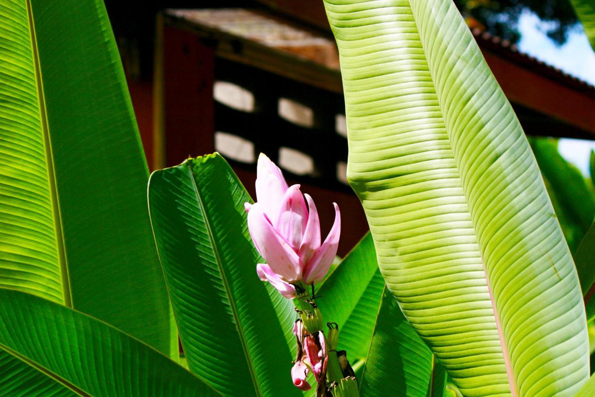 Khao Sok National Park Khao Sok Morning Mist Resort מראה חיצוני תמונה